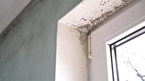 Mold Removal and Inspection in Litchfield Park, AZ