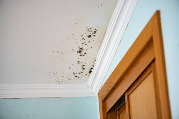 Best Black Mold Removal  in Litchfield Park, AZ