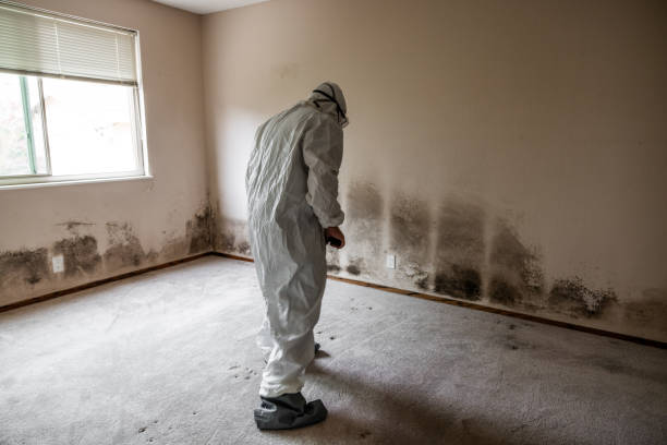 Best Attic Mold Removal  in Litchfield Park, AZ