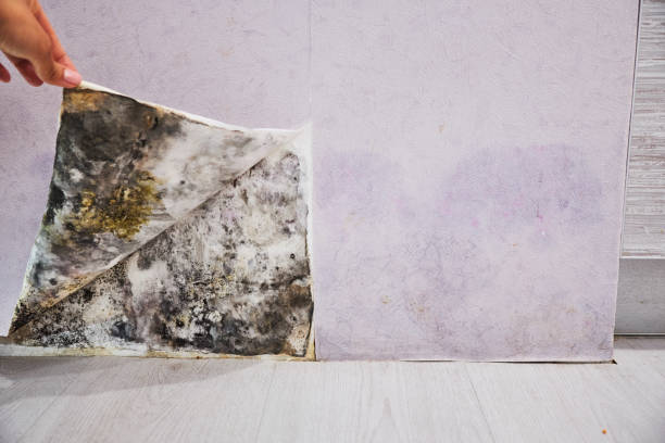 Best Affordable Mold Removal  in Litchfield Park, AZ